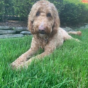 Meet your Posher, Maddie